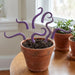 Purple tentacle flower pot decoration explanation